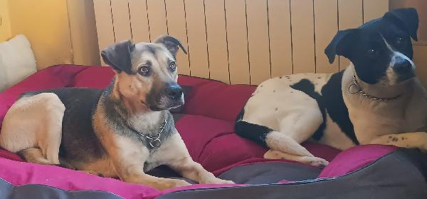 Polka dolcissima cagnoletta del 2020 Foto 6